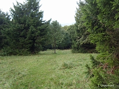 Le sapin est une espèce envahissante dans la mesure où elle tente à coloniser les espaces ouverts